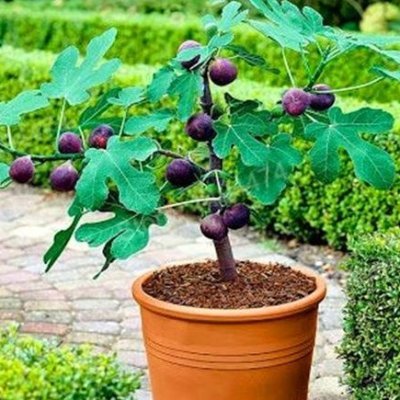 mohmedmorgan77's profile picture. 