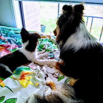 Abby. Tri colour BC. Hobbies inc. barking at cars & supervising the family. Nena. Tri colour Chihauhau. Hobbies inc. being a love bug & eating flies