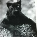 Robert Lucente - @bobshot99 - Twitter