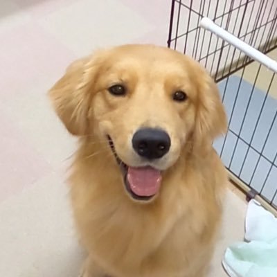 箱入りクッキーはゴールデンレトリバー 家族が増えました お迎え初日 ミニチュアダックス ダックス 犬好きさんと繋がりたい 子犬 仔犬 ゴールデンレトリバー 赤ちゃん