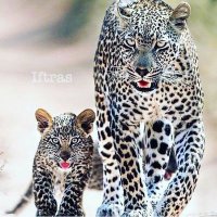 إفتراس | prey (@iftirass) 's Twitter Profile