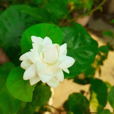 bgsarda's profile picture. Assist in shares recovery...