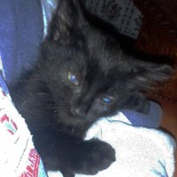 tata Kittens (@doudoukittens) 's Twitter Profile