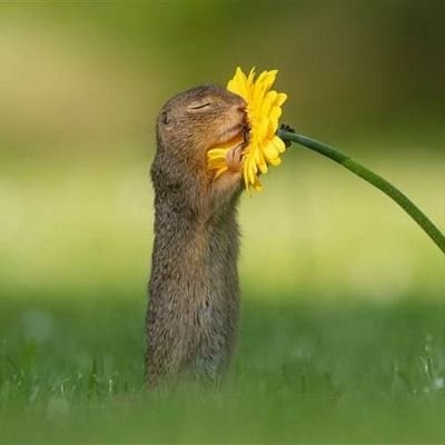 TisMeIsMe's profile picture. Only Love Prevails....