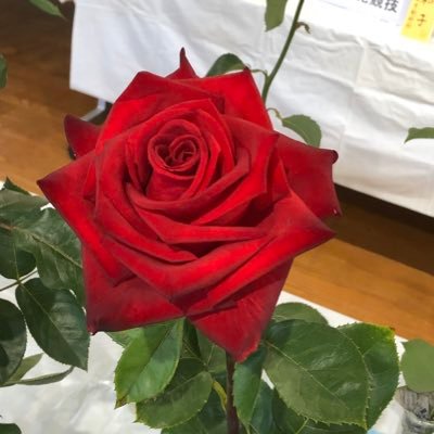LOCAL CONNECT(@LOCAL_CONNECT)/緑黄色社会(@ryokushaka)
日本ソフトボール協会第3種公認審判員/日本テニス協会C級審判員