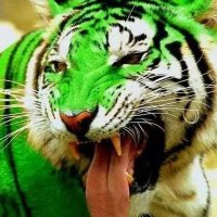 Hasnain (@hasnaingik) 's Twitter Profile