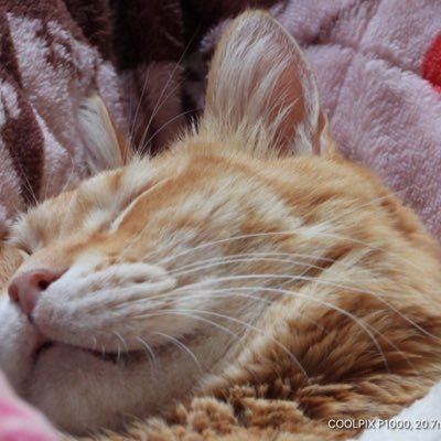 どらねこ ohswtwguqipmx Twitter どらねこ ohswtwguqipmx Twitter