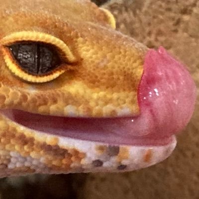 mustard_riza's profile picture. 