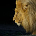 Beavercreek Lions (@beavercreeklion) Twitter profile photo Beavercreek Lions (@beavercreeklion) Twitter profile photo