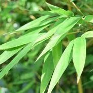 sasamiya7's profile picture. lolしてる人フォロー、フォロー返します。てきとうにさそってください