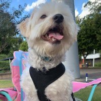 Puppies Of Brisbane(@puppiesofBNE) 's Twitter Profile Photo