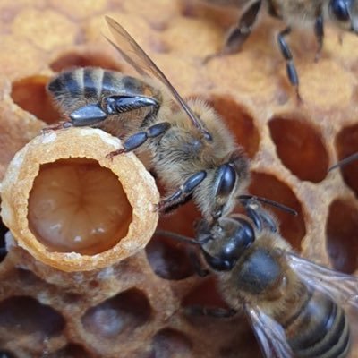 Beekeeper & Founder of OGH®️Beehive Awning. Available at: https://t.co/CfZRcUbqQk