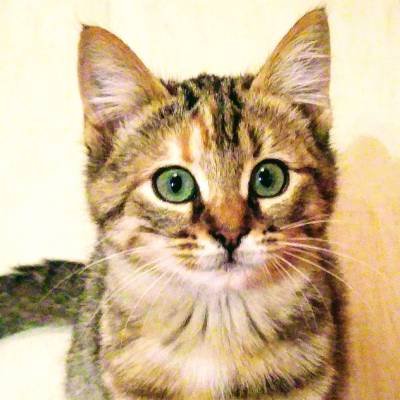 みゃう 猫と私とseo Inスペイン Seocatlife Twitter