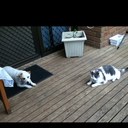 Caitlyn May Reid - @caitlynpug - Twitter