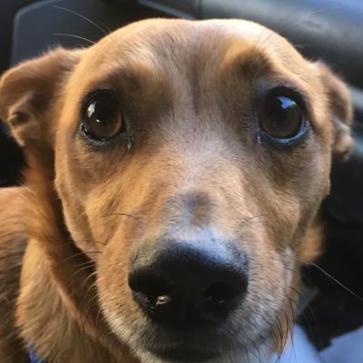 RobBoot29947039's profile picture. I’m just me - an overweight, middle aged chap who likes to go for a bimble - usually with Lewster the dog!