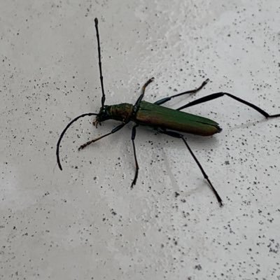 ZDcTz5GBuByPcfc's profile picture. 沖縄人です