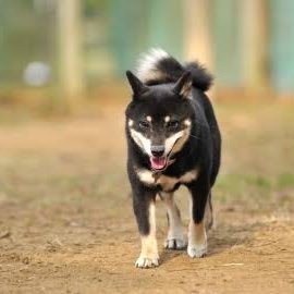 芝犬大好き Mkj Twitter