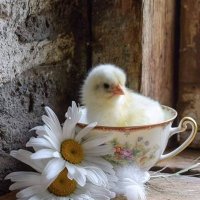 Reshma Raju (@reshmar79809168) 's Twitter Profile