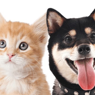 ペット関連サイト、ペット保険グッチョイス、猫の飼い方グッチョイス（https://t.co/Fyby9sPsU2）、犬の飼い方グッチョイス（https://t.co/hcqPQEJbvA）の公式アカウントです。