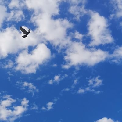 GiorgioAntonel1's profile picture. 