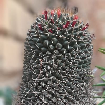 RanchoTlalica's profile picture. con viento en popa siempre.