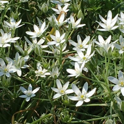 WSedGelj1AJAOlm's profile picture. 大学専用アカウントです。自然大好きの教育学専攻です。