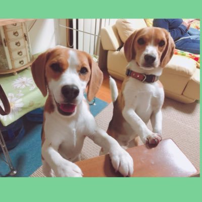 ビーグル犬のアンディ（先住）とカルム（後住）の成長日記🐶 Instagram→https://t.co/d4sYGMaxJf