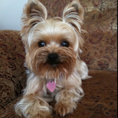 jzmeskal's profile picture. Wife.Daughter.Friend.Crossfitter.Football Fanatic.Dog Lover.Tomato Hater.Armenian.Believer.