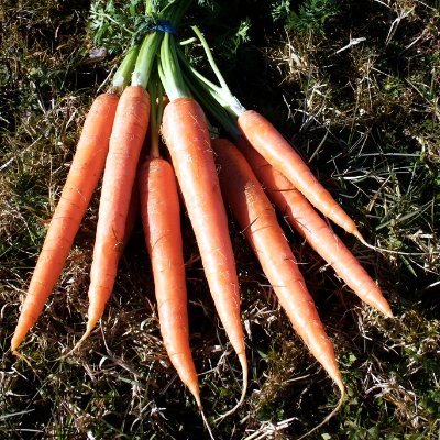 SpringStartUK1's profile picture. Supporting homeless people in to work on UK farms