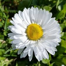 SeldaKlc0's profile picture. Moleküler Biyoloji ve Genetik🍀