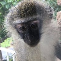 DoubleM (@valevultures) 's Twitter Profile Photo DoubleM (@valevultures) 's Twitter Profile Photo