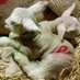 Redford Farms (@redfordfarms) Twitter profile photo Redford Farms (@redfordfarms) Twitter profile photo