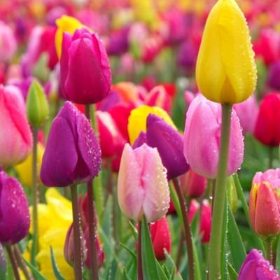 karengr79059018's profile picture. 