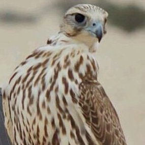 ما الله خلقني للمخاليق تبّاع♕ ولا أشرب الشربه وغيري سكبها♕ أما خذينا مطلب الروح بذراع♕ ولا تعف ارواحنا عن طلبها♕