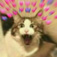 unnamed jpeg of a cat (@dogdirectly) 's Twitter Profile Photo unnamed jpeg of a cat (@dogdirectly) 's Twitter Profile Photo