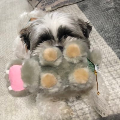 oHBBncdniPCVbME's profile picture. 4歳の男の子🐶 トリさんとトカゲさんとシマリスさんと同じ屋根の下🏡仲良くなれるように日々努力中