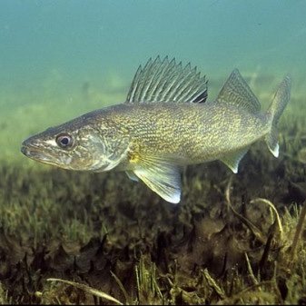 Fish76Fish's profile picture. 