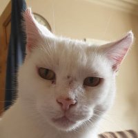 Mylo The Street Cat (@mylostreet) 's Twitter Profile