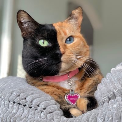 I'm an 10yr old tortoishell w/ 1/2 blk face & 1/2 orange face w/1 blue eye & 1 green eye. My whiskers R diff colors on ea side...Ck my link tree 2 C more.