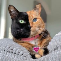 Venus Two Face Cat(@Venustwofacecat) 's Twitter Profile Photo