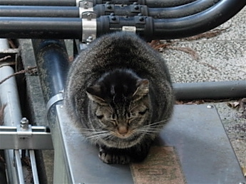 京都造形芸術大学の卒業式までカウントダウンのbot。プロフ画像は猫。いいプロフ画像募集中。