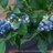 62blueberry's profile image