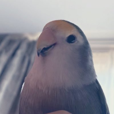 ボクは17歳のおじいちゃんインコ♂WFモーヴ🐥肩に乗ることひまわりの種が大好きです。フォロー大歓迎です！ I'm a 17 year old Grandpa parakeet . I love riding on the owner's shoulders and eating sunflower seeds🌻