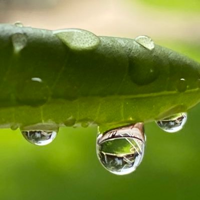 Shanshan Bai Profile