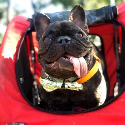 Caring for aged and pamphered pets. Australian supplier of pet strollers, trailers, carriers, pet ramps and steps and more!!