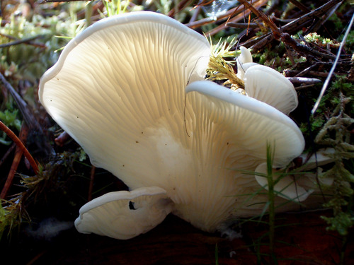 scotfun's profile picture. A web resource for everyone interesting in fungi in Scotland and beyond.