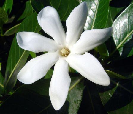 imthierry's profile picture. from Tahiti