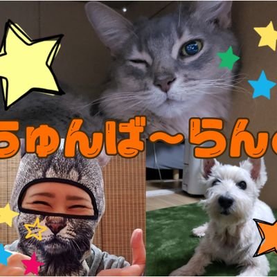 ペット&身体のセルフケア系のYouTubeやってます😊
良かったらチャンネル登録、グッド👍していただけると嬉しいです♪
◎ちゅんばくん ソマリ(猫)
◎むっくさん ウエスティ(犬)
◎元気もり子ちゃん 猫?
1000人目指して頑張るぞ!
必ずフォロバ、チャンネル登録返しします!登録解除しない人限定で!😆