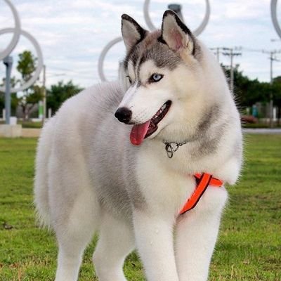 sarabandera3's profile picture. 