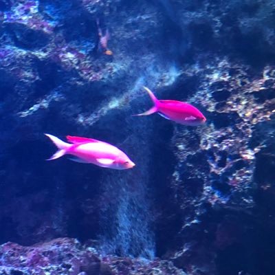 v9rSPnux42yQqOl's profile picture. サカナクションスピッツ好きです。白波トップウォーター、ドキュメント、モノクロトーキョー、シーラカンスと僕、ネプトゥーヌス、サンプル、僕と花、DocumentaRy。スピッツはガーベラ、あわ、ナイフ、Y、P、ラズベリー、魔女旅に出る、サンシャイン、ヘチマの花、恋は夕暮れ、コスモス、田舎の生活、が特にお気に入り⭐️